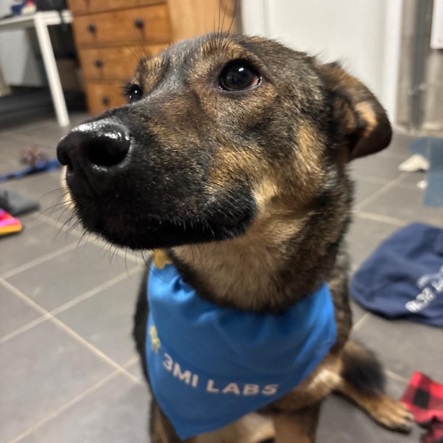 Mika den Hond